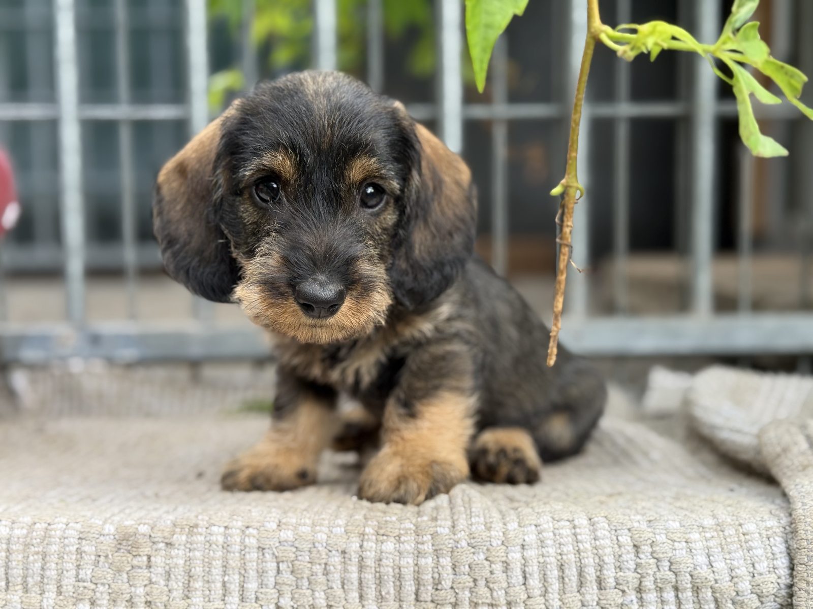 Welpen aus Biancas Zucht